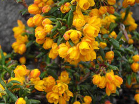 Berberis soulieana 'Carolina Compacta'